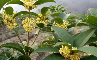 桂花树种植技术学院，桂花树怎么种植成活率高