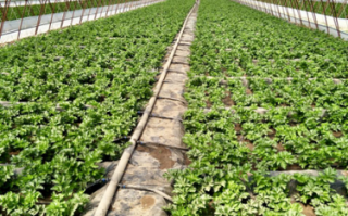 大棚无丝豆种植技术，大棚无花果种植技术与管理