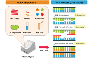 pcr的数据分析，pcr 数据分析